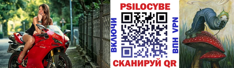 Купить закладки  Порхов  Псилоцибиновые грибы Cubensis 